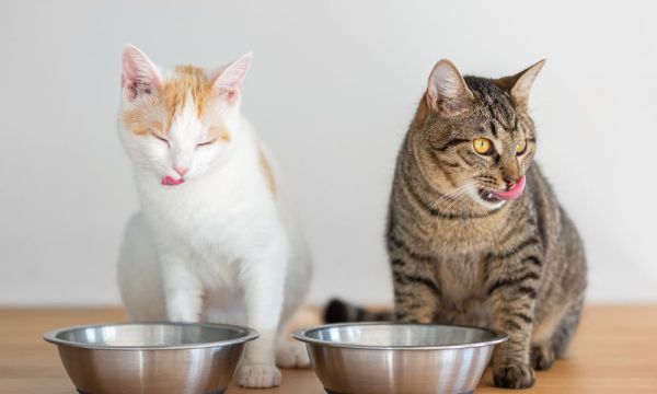 Čo vaša mačka môže jesť a čo by ste jej nemali dávať? Čo vaša mačka môže jesť a čo by ste jej nemali dávať?