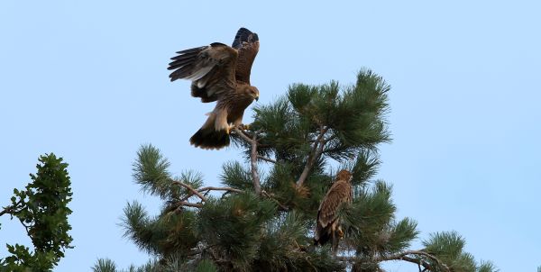 Adoptovaný orol Karol už vyletel z hniezda