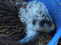 Mláďa orla kráľovského z pohoria Tríbeč pri Nitre dostalo adoptívnych rodičov - fotografie a video